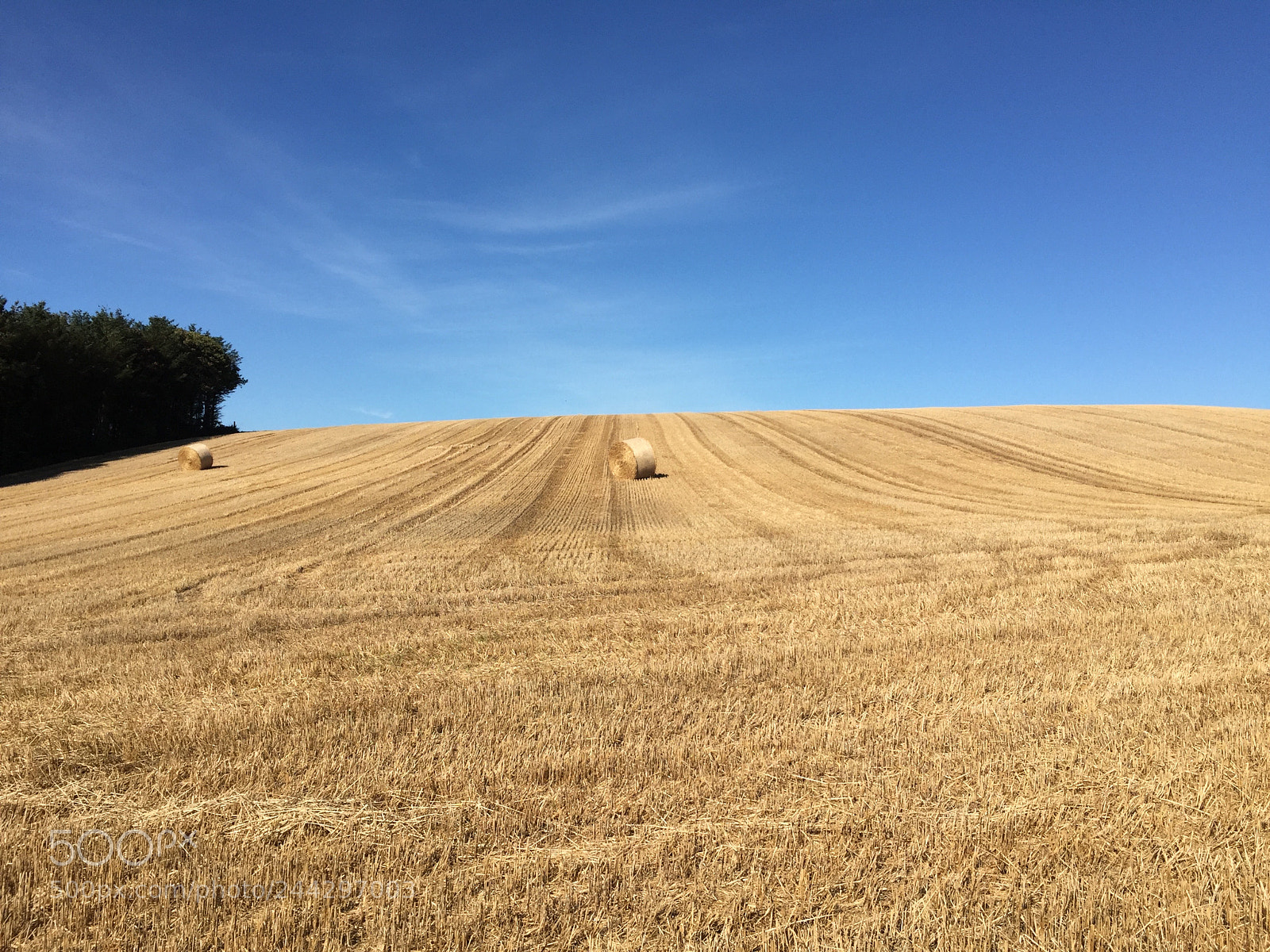 Apple iPhone 6 sample photo. Field of hay in photography