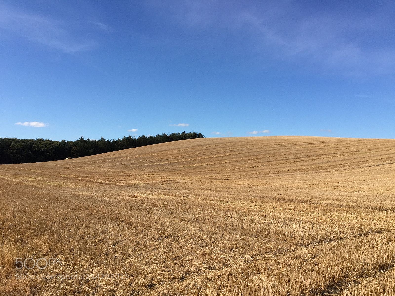 Apple iPhone 6 sample photo. Field of hay in photography