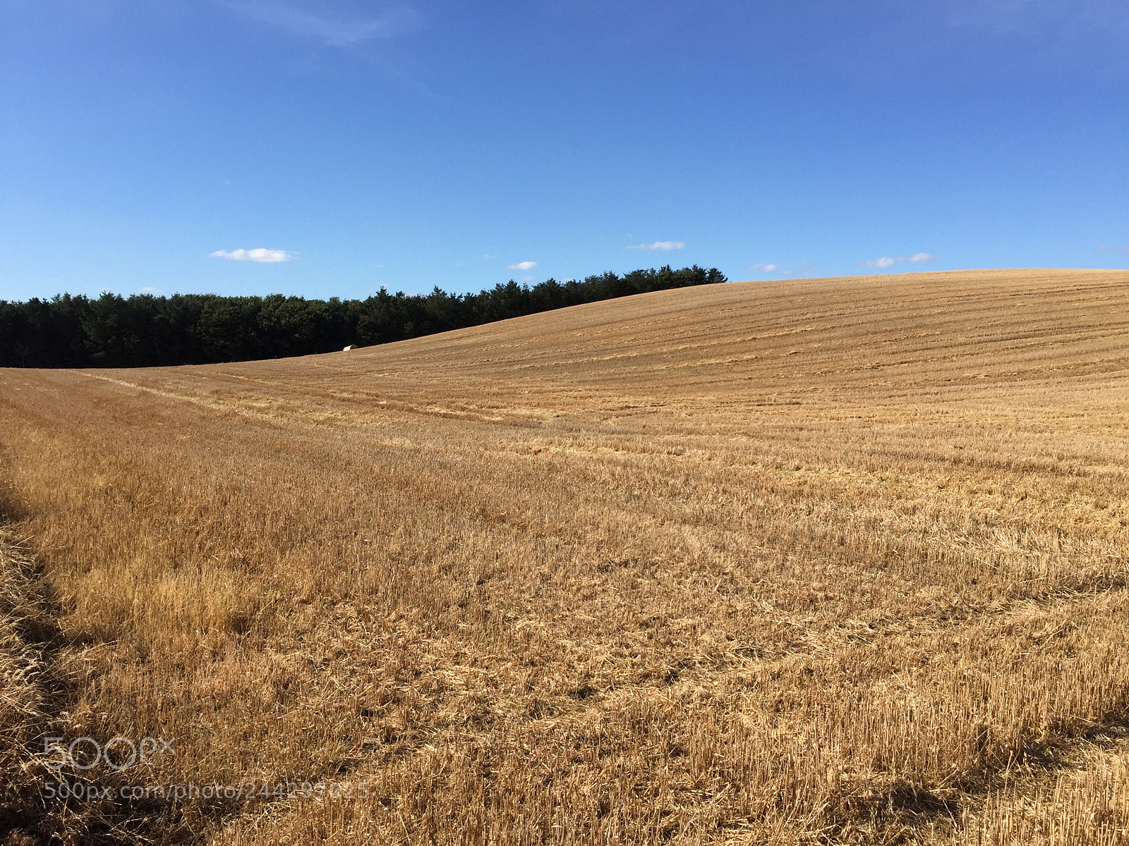 Apple iPhone 6 sample photo. Field of hay in photography