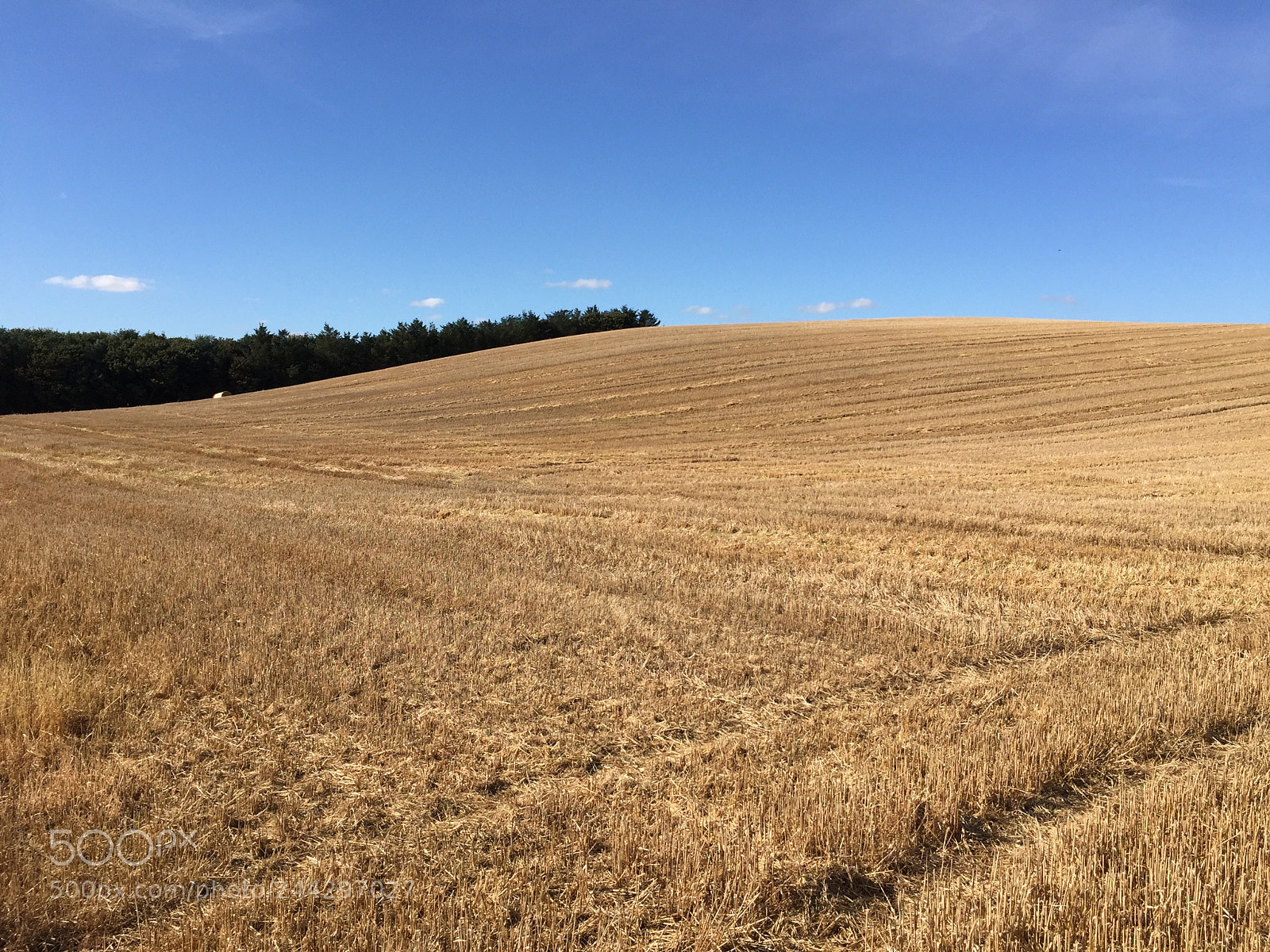 Apple iPhone 6 sample photo. Field of hay in photography