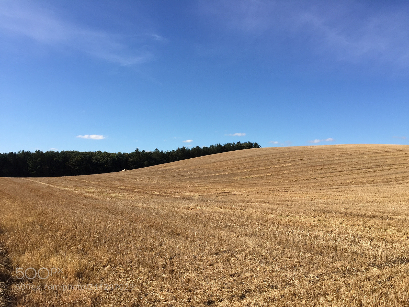 Apple iPhone 6 sample photo. Field of hay in photography