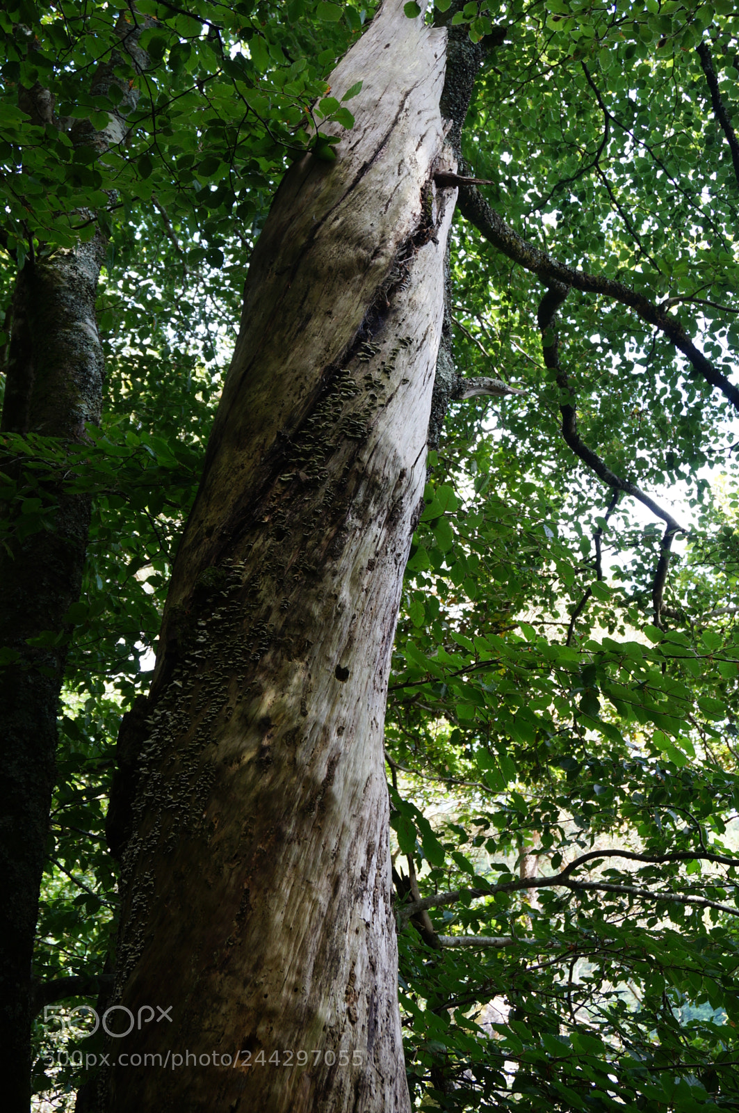 Sony Alpha NEX-3N sample photo. Torsades! photography