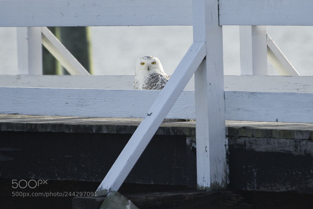 Canon EOS 7D Mark II sample photo. Sittin on the dock photography