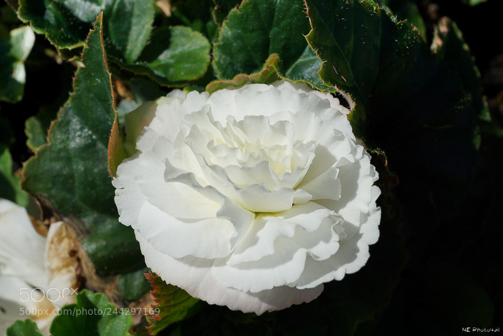 Sony ILCA-77M2 sample photo. Rose photography