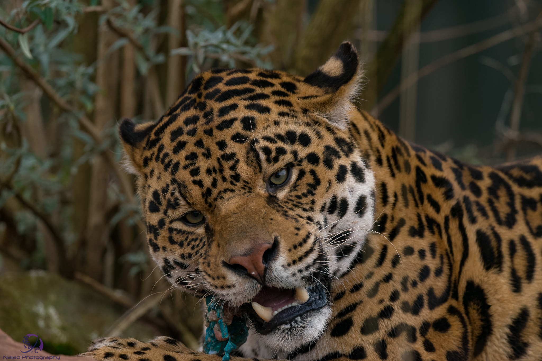 Sony SLT-A99V sample photo. Dxo photography