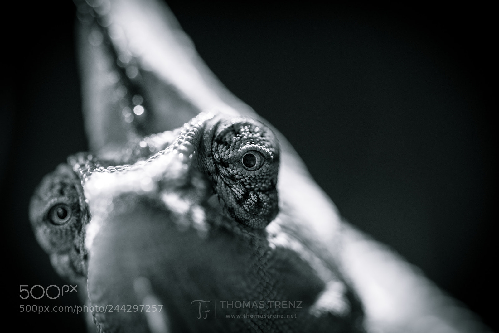 Nikon D600 sample photo. I look at you photography
