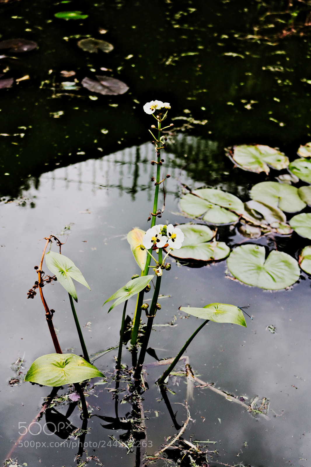 Canon EOS 750D (EOS Rebel T6i / EOS Kiss X8i) sample photo. Img photography