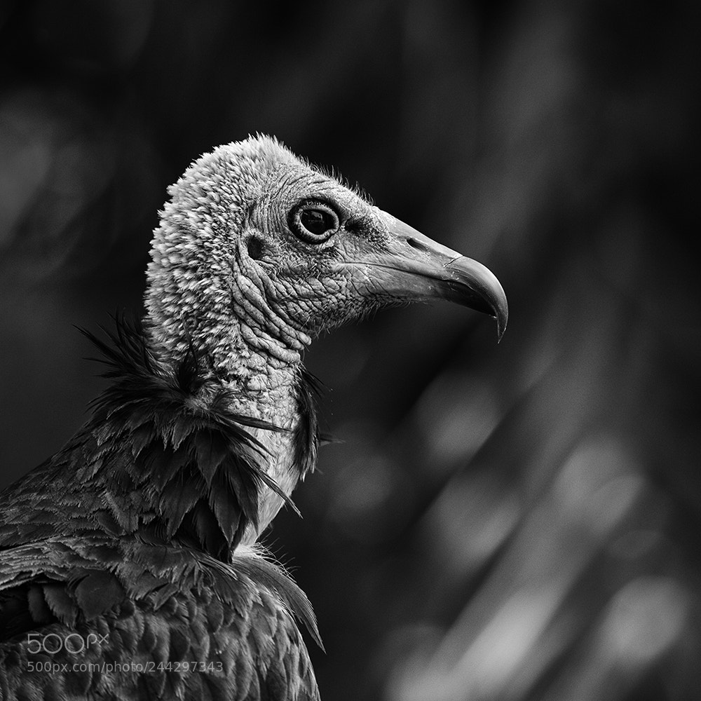 Nikon D4S sample photo. Hooded vulture (necrosyrtes monachus) photography