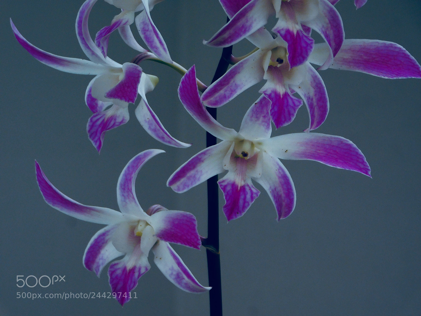 Nikon Coolpix L840 sample photo. Purple dendrobium orchid photography