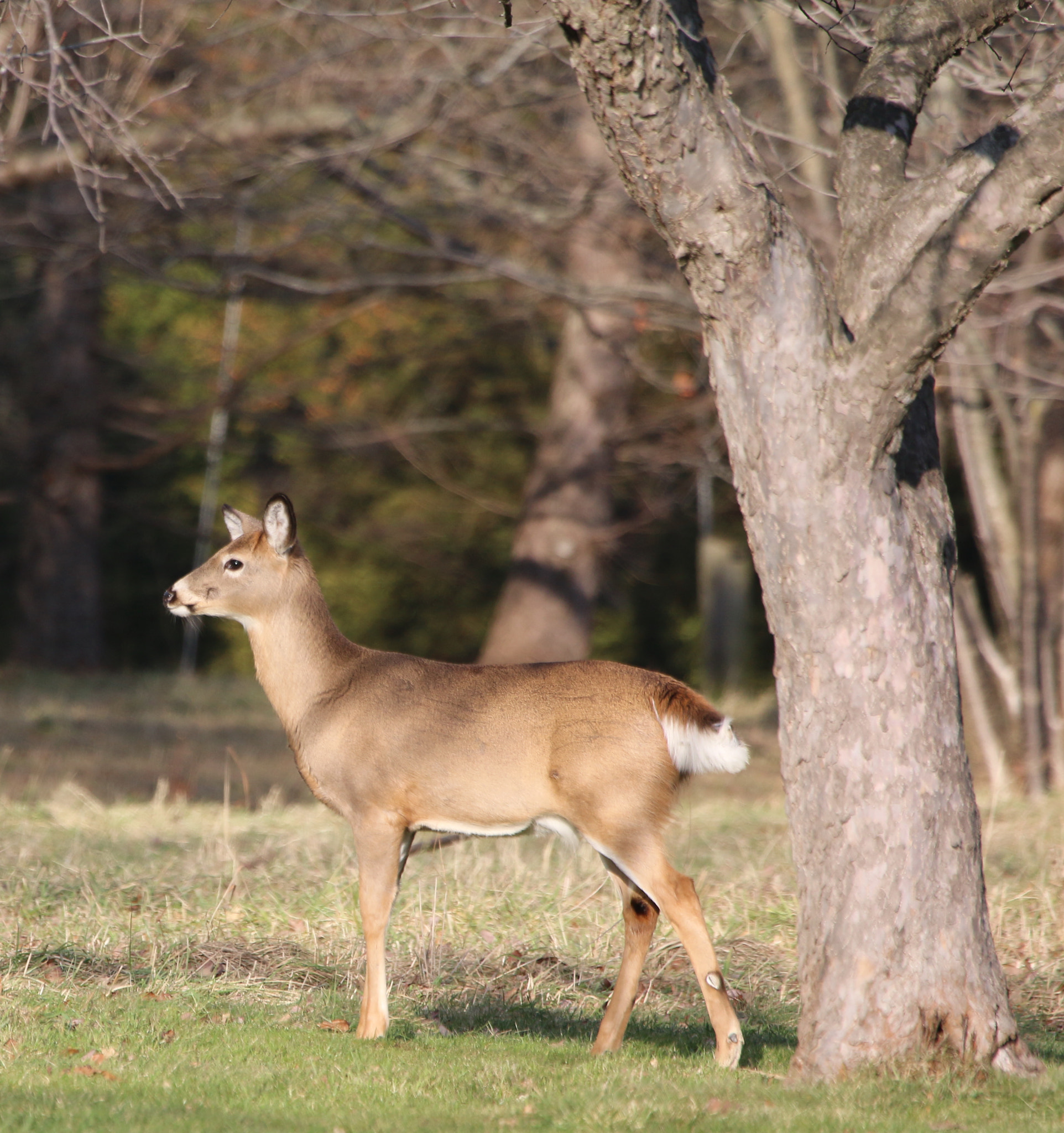Canon EOS 70D + Canon EF 100-400mm F4.5-5.6L IS USM sample photo. Deer photography
