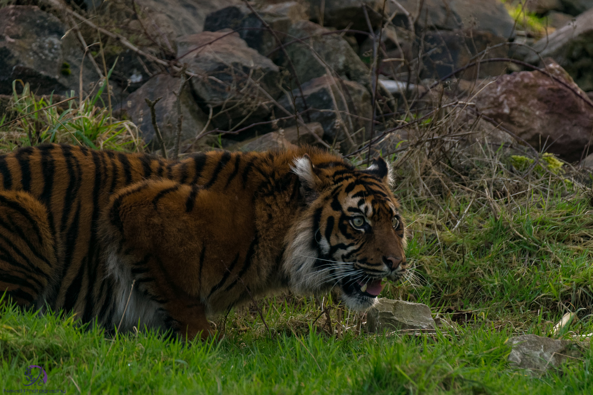 Sony SLT-A99V sample photo. Dxo photography