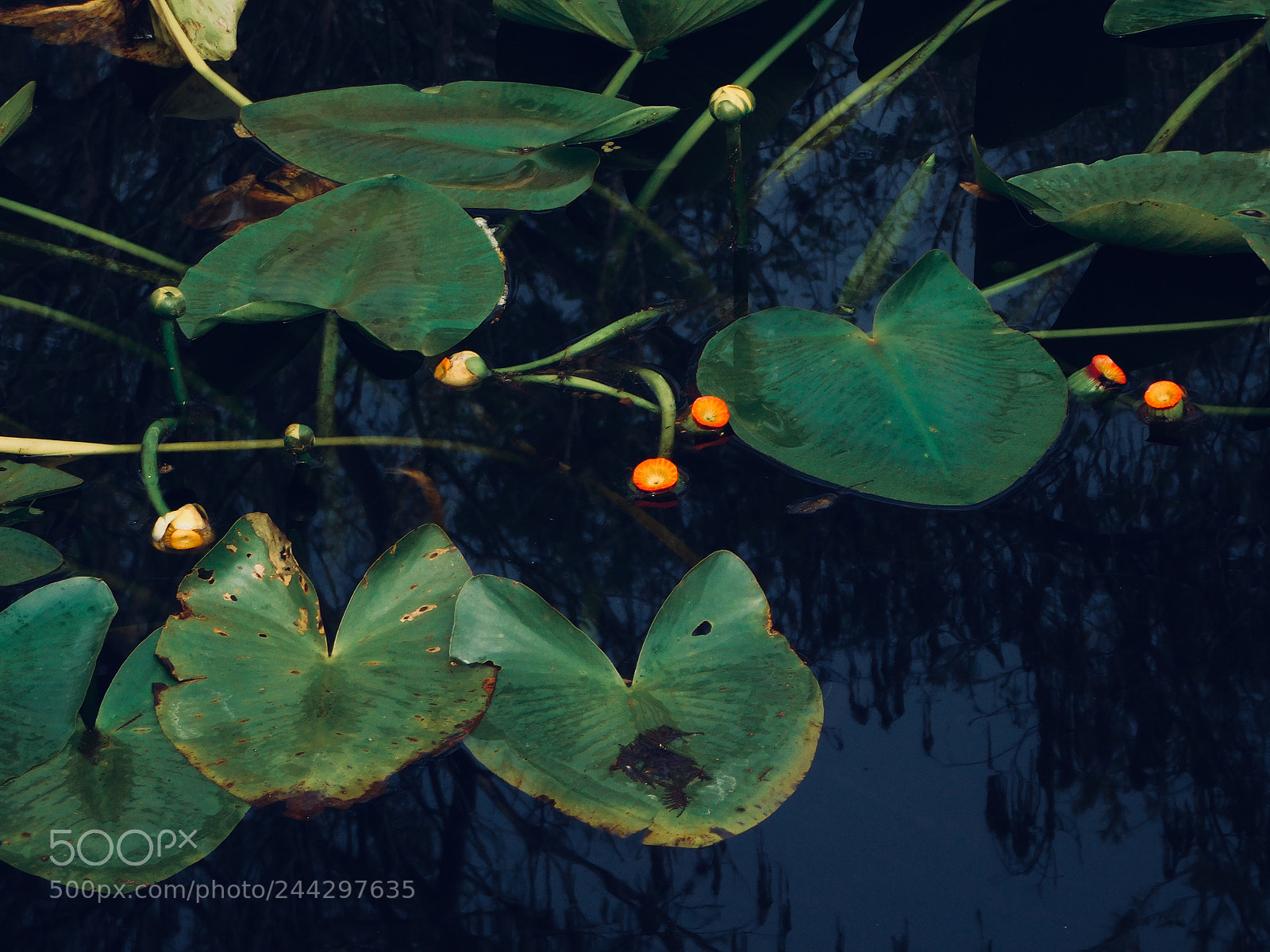 Nikon Coolpix L840 sample photo. Floating plant with colorful photography