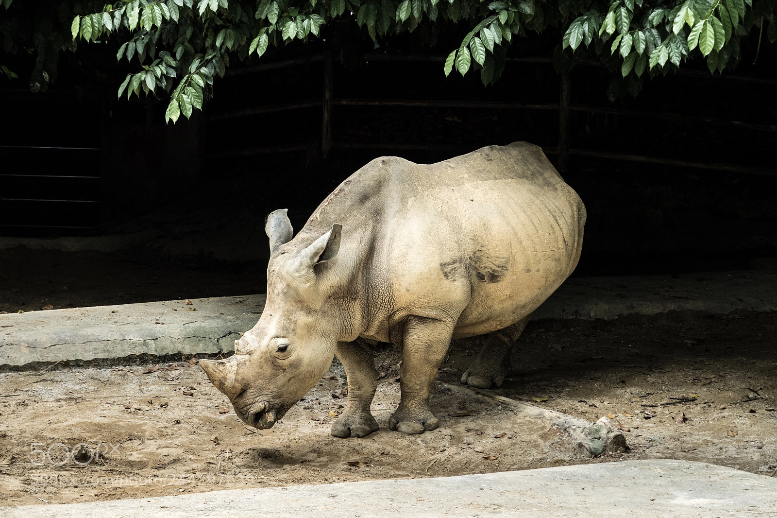Canon PowerShot G7 X sample photo. Female white rhino photography