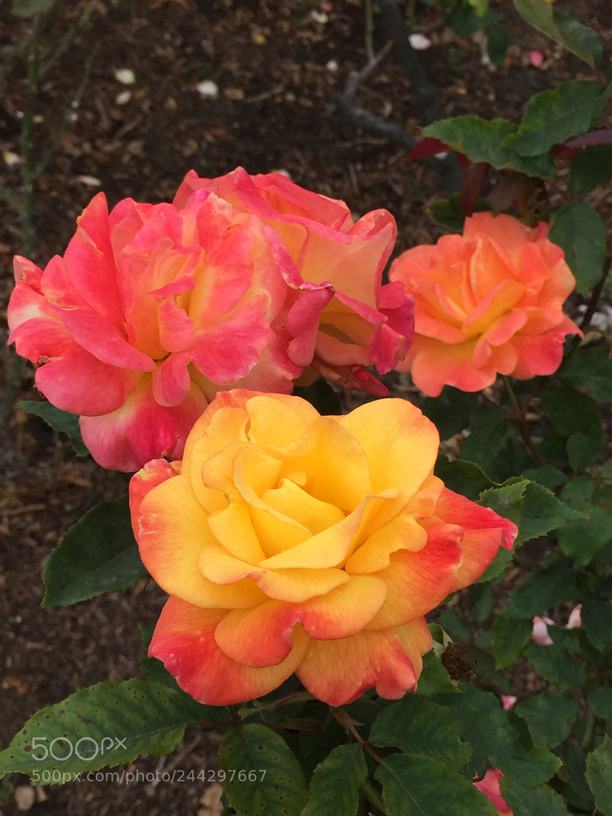 Apple iPhone 6 Plus sample photo. Spring roses photography