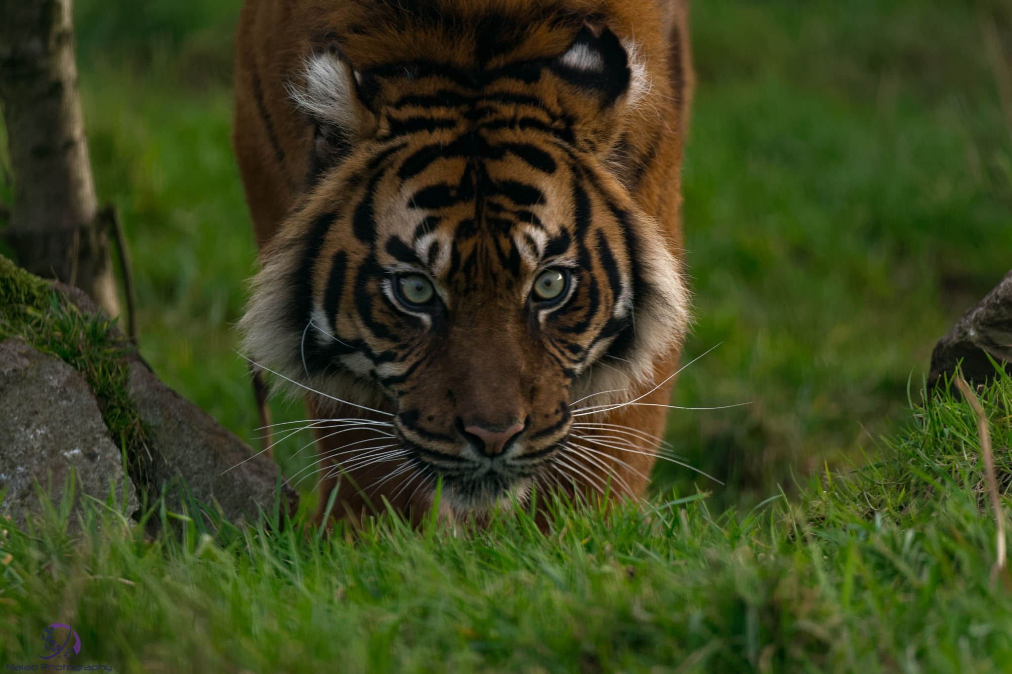 Sony SLT-A99V sample photo. Dxo photography