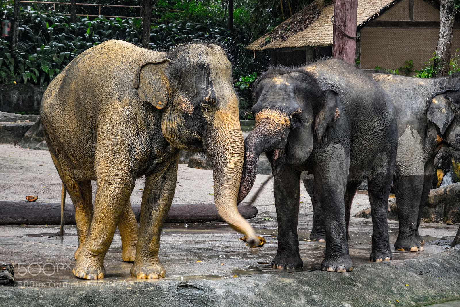 Canon PowerShot G7 X sample photo. Playful asian elephants photography
