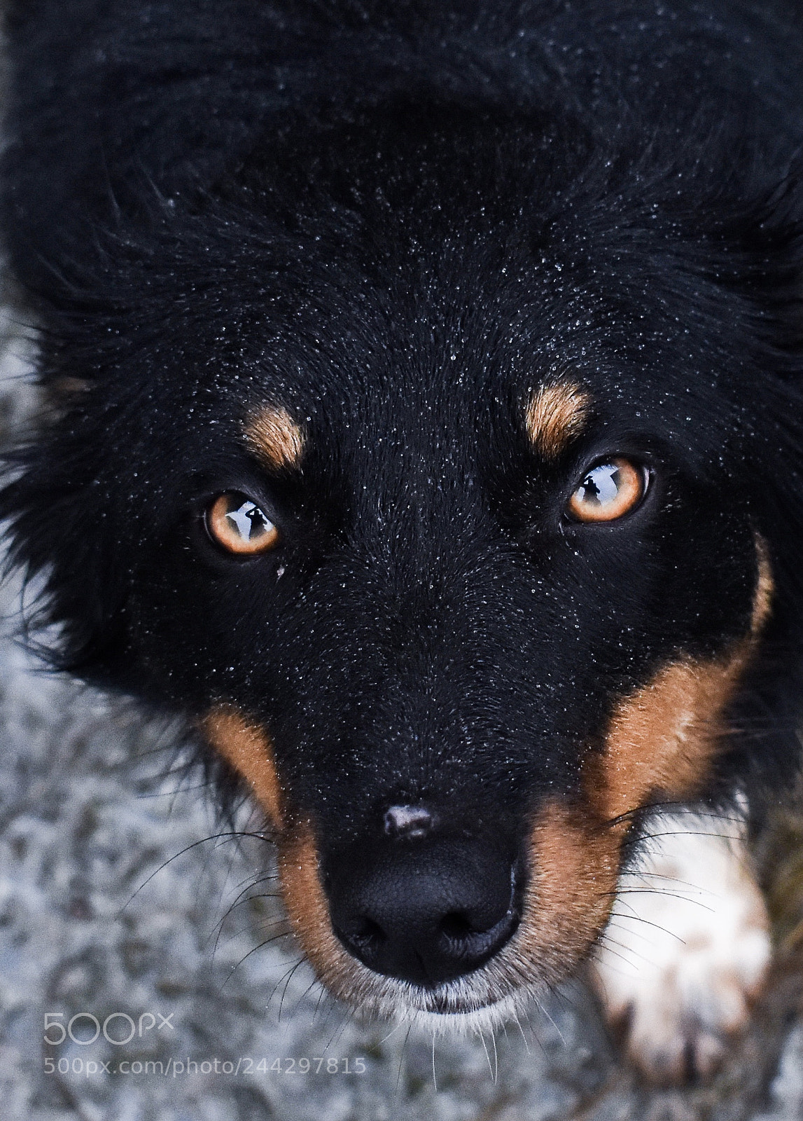 Nikon D5600 sample photo. Midget the sheepdog photography