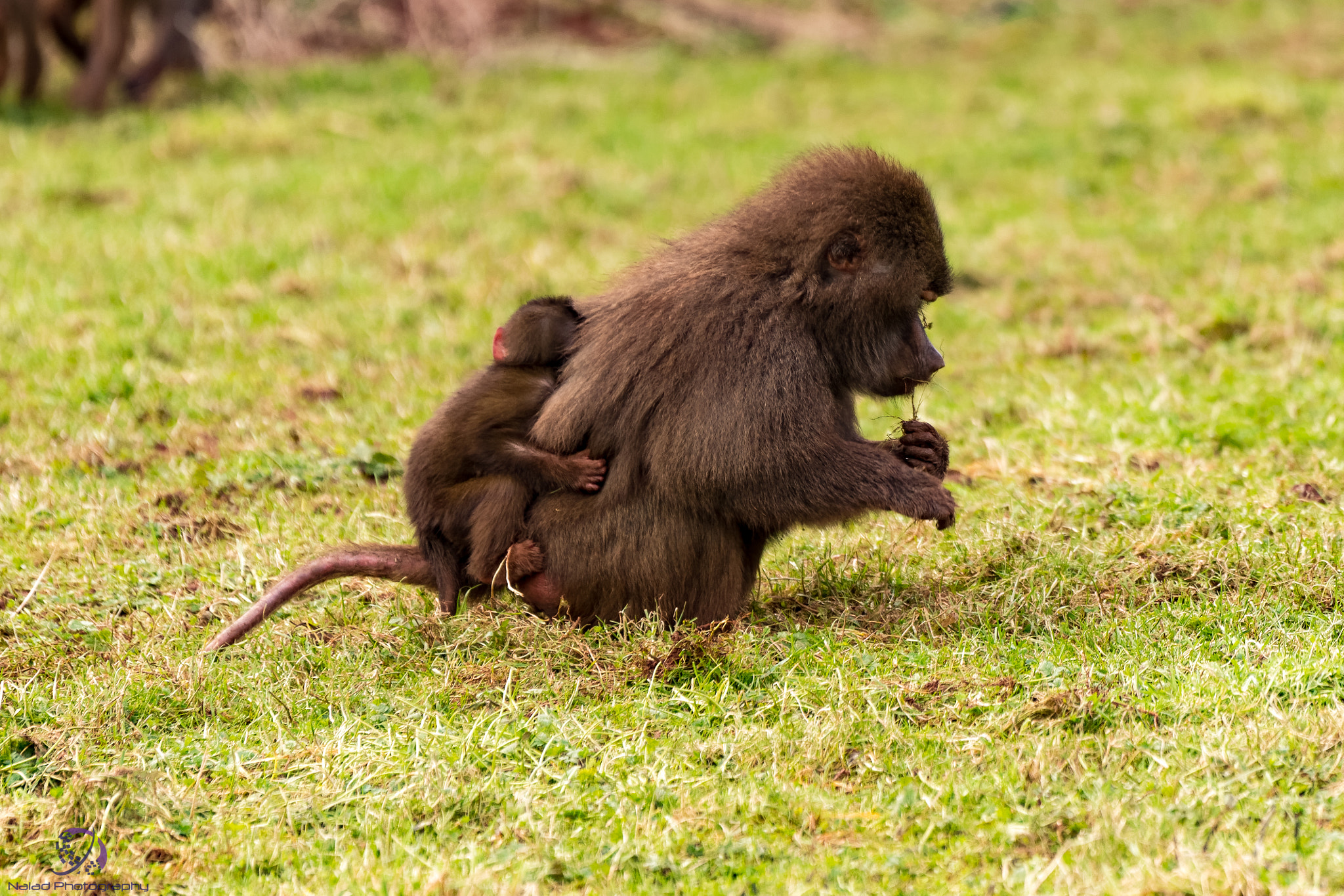 Sony a99 II + Sony 70-400mm F4-5.6 G SSM II sample photo. Dxo photography