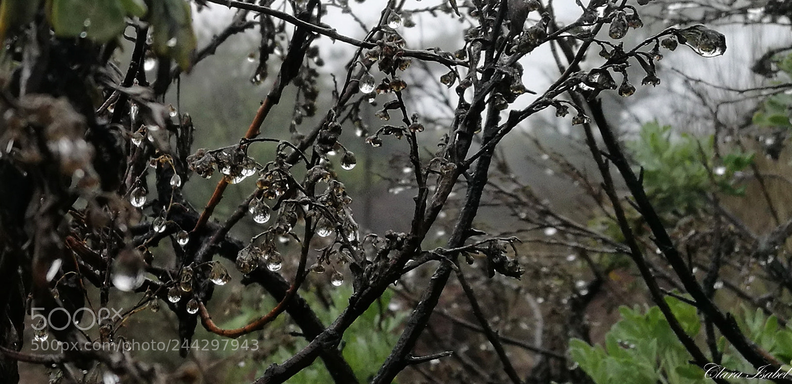 HUAWEI P9 Plus sample photo. Lágrimas de lluvia... photography