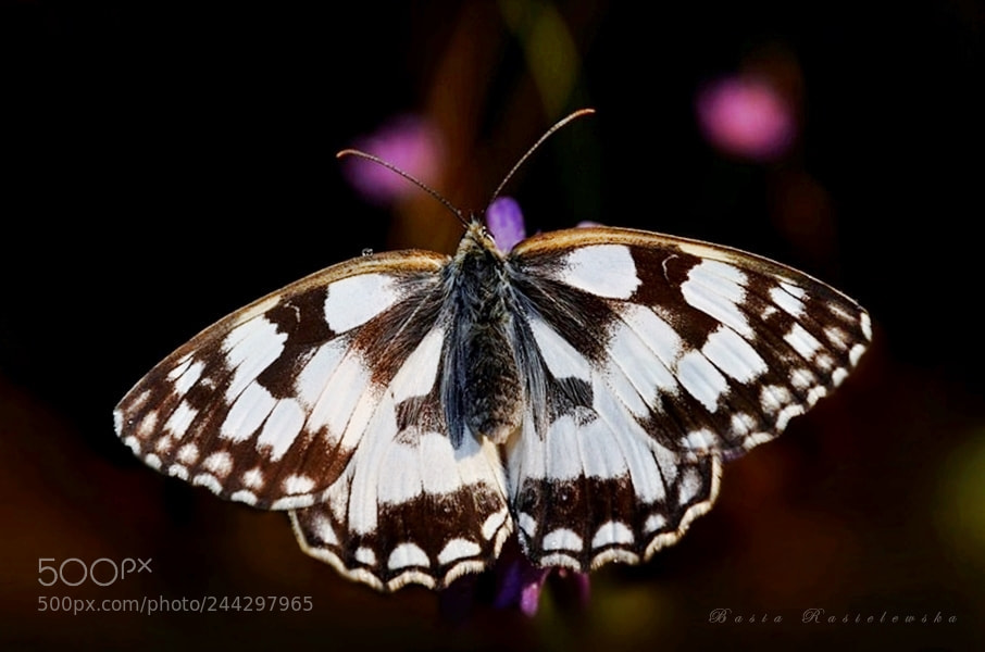 Nikon D5100 sample photo. Melanargia galathea photography