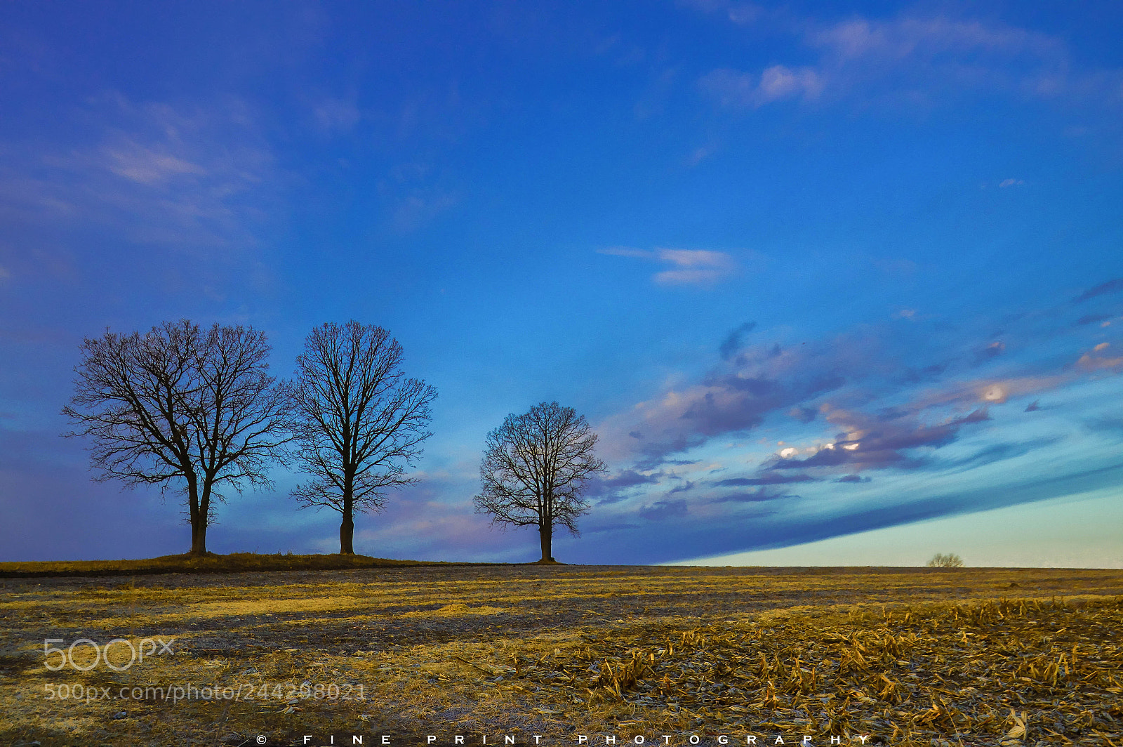 Nikon D3200 sample photo. “three trees” (2018) photography