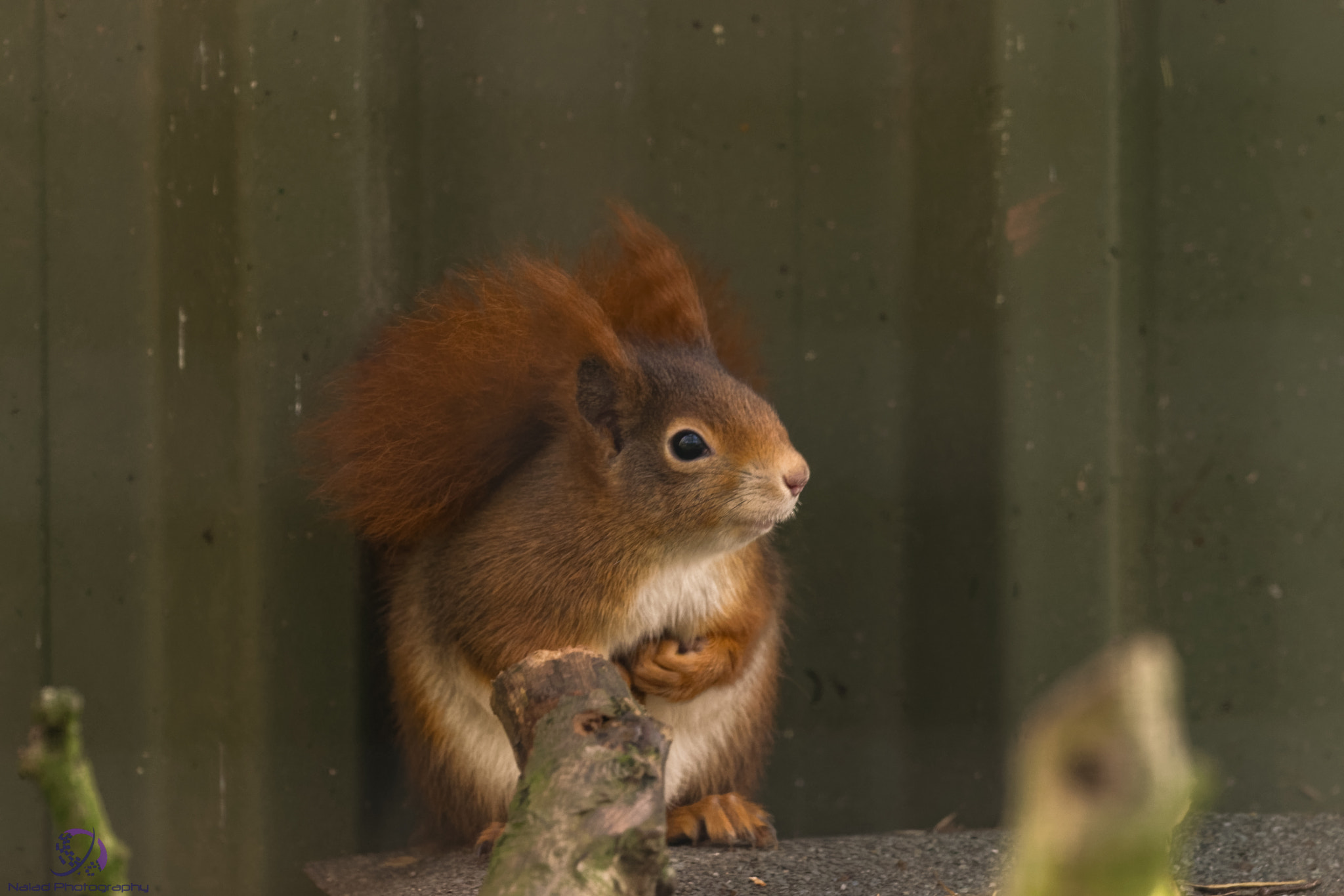 Sony a99 II + Sony 70-400mm F4-5.6 G SSM II sample photo. Dxo photography