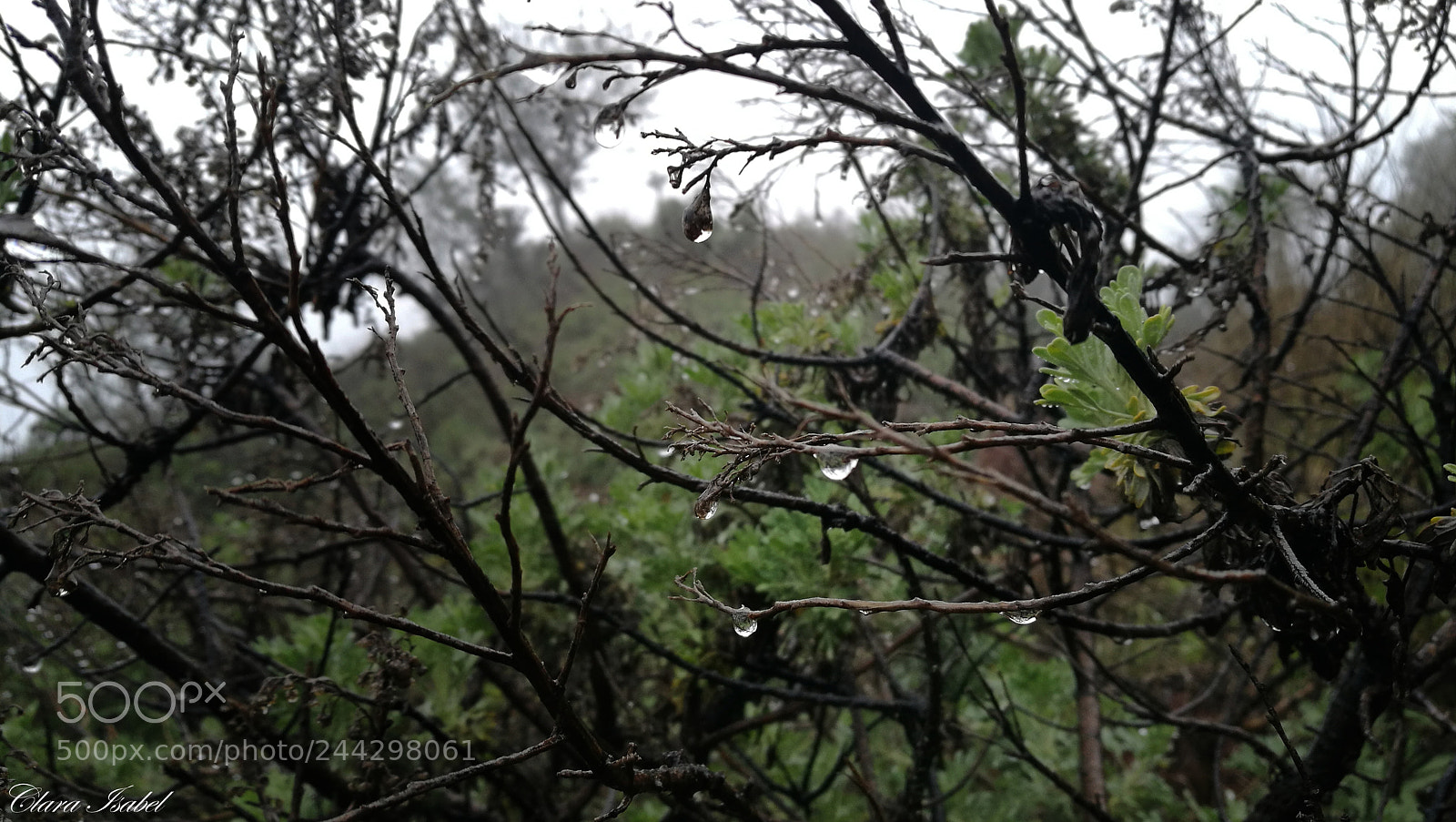 HUAWEI P9 Plus sample photo. Lágrimas de lluvia... photography