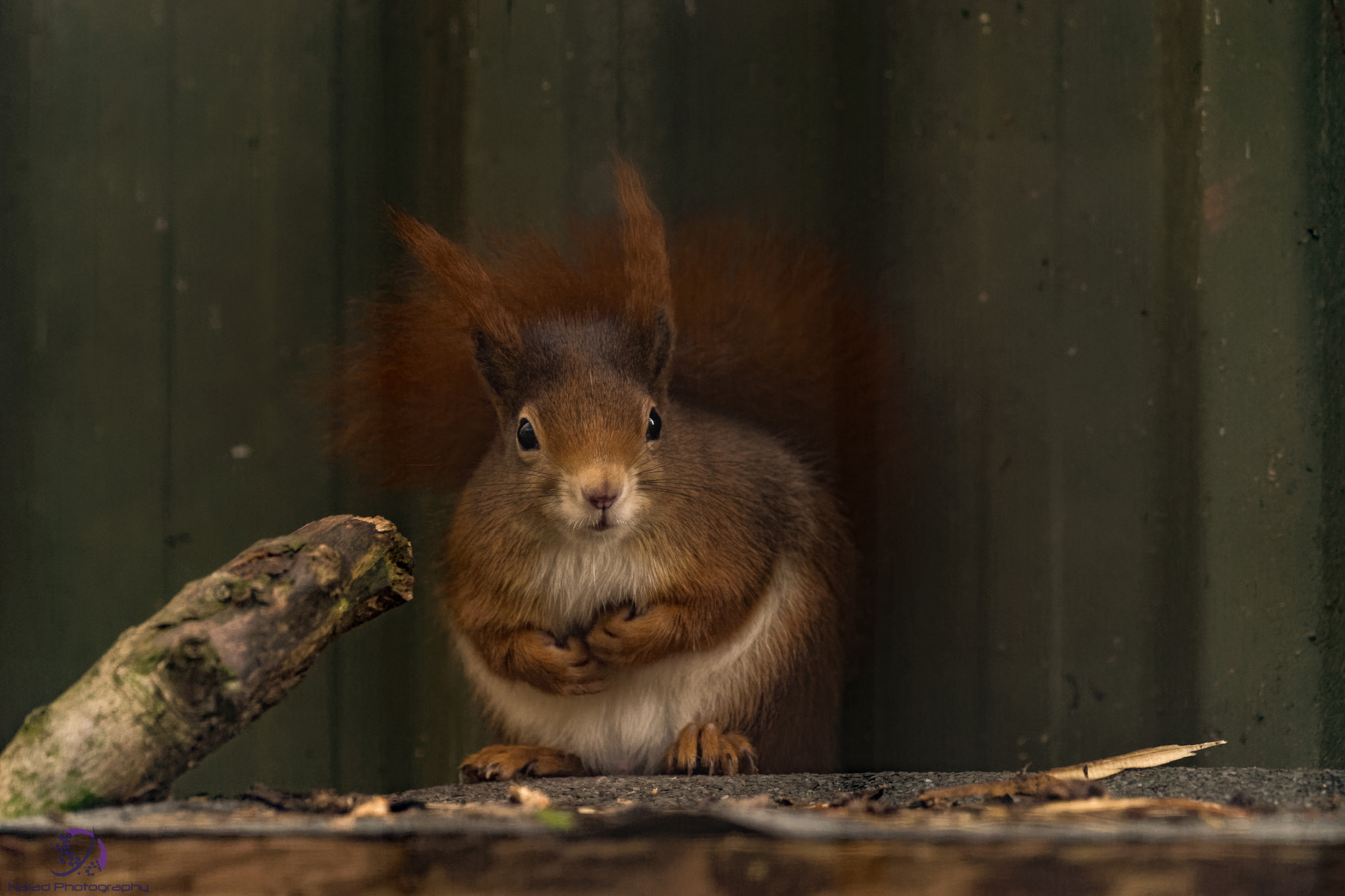 Sony SLT-A99V sample photo. Dxo photography
