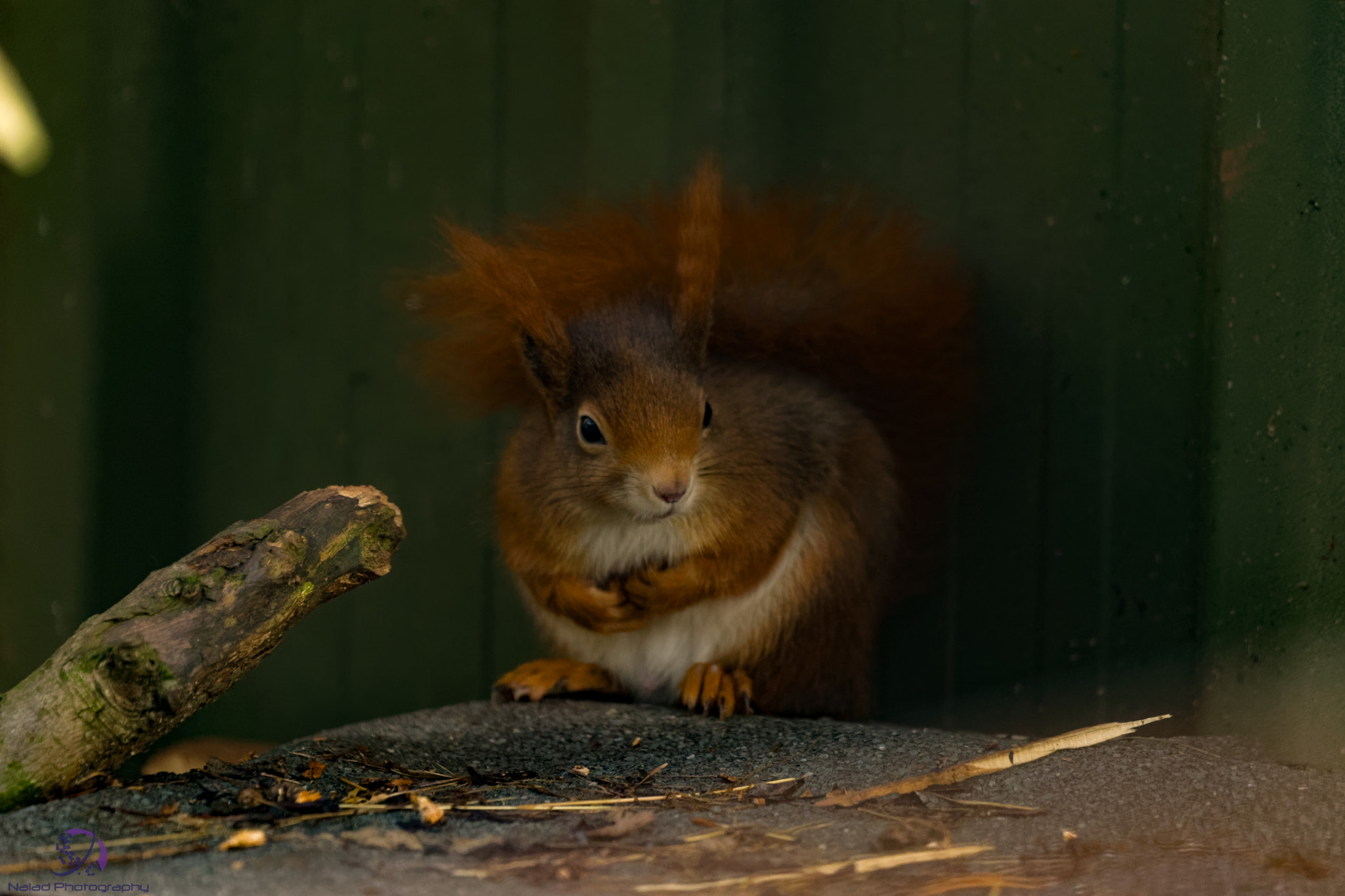 Sony SLT-A99V sample photo. Dxo photography