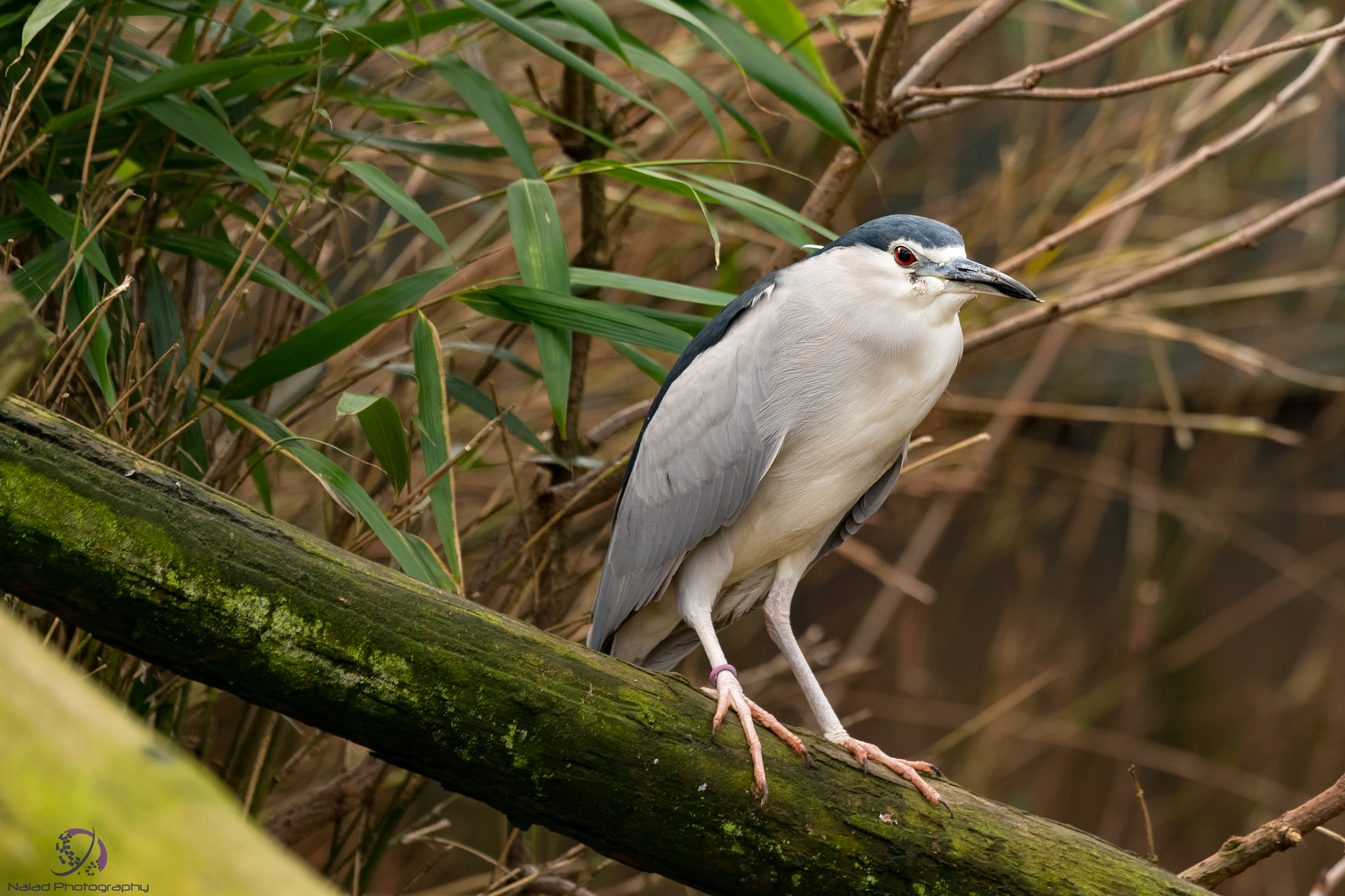 Sony 70-400mm F4-5.6 G SSM II sample photo. Dxo photography