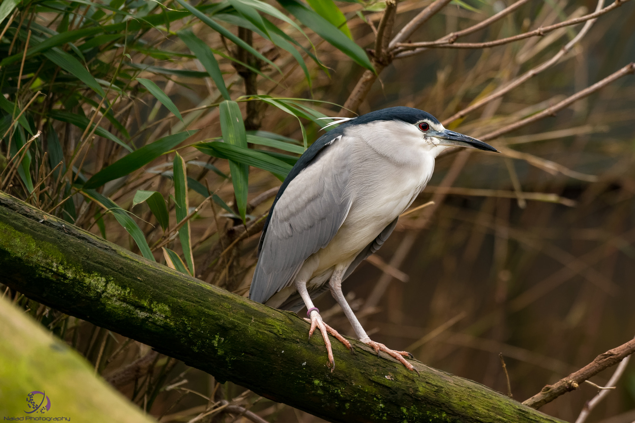 Sony 70-400mm F4-5.6 G SSM II sample photo. Dxo photography