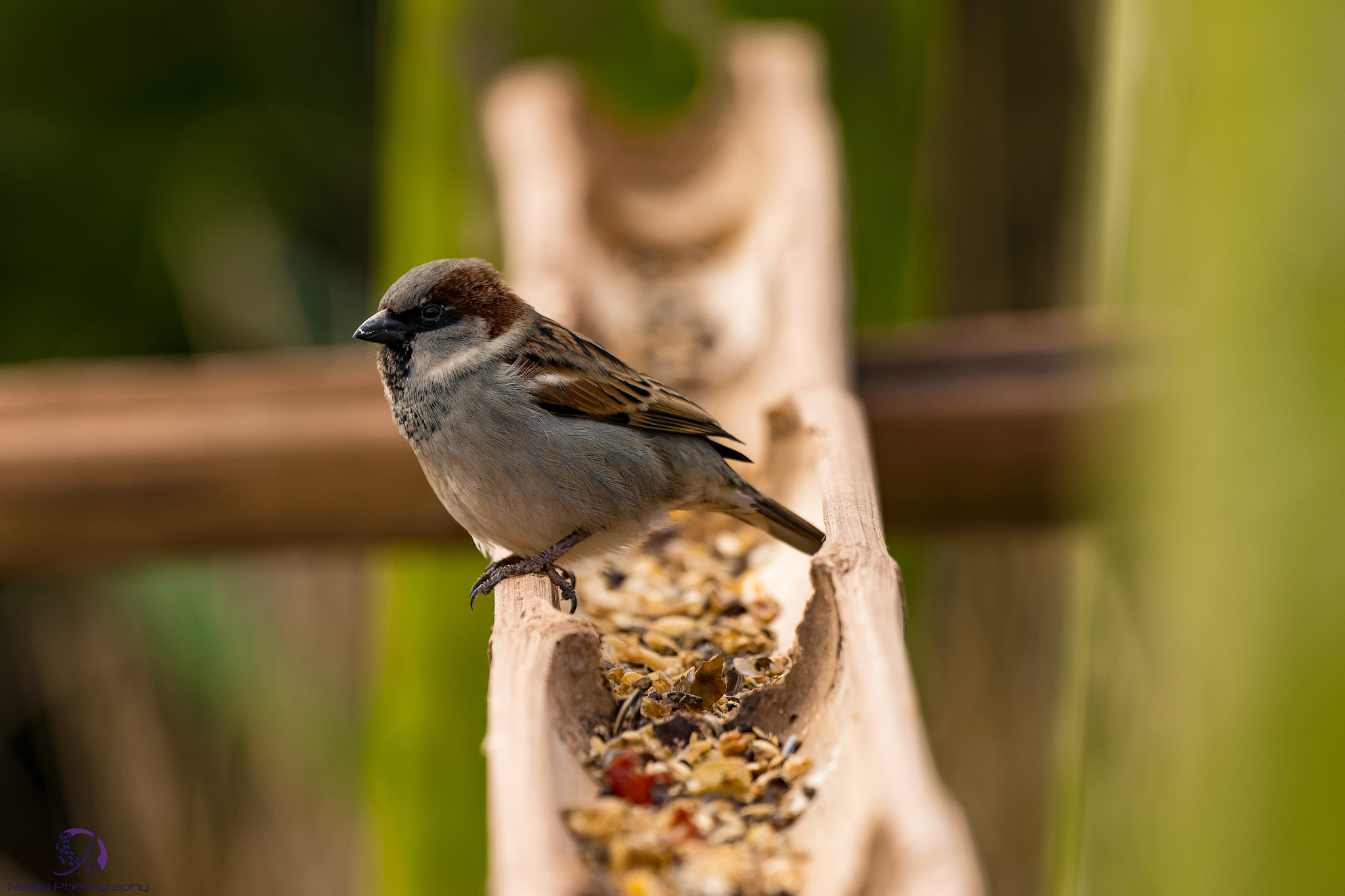 Sony a99 II + Sony 70-400mm F4-5.6 G SSM II sample photo. Dxo photography