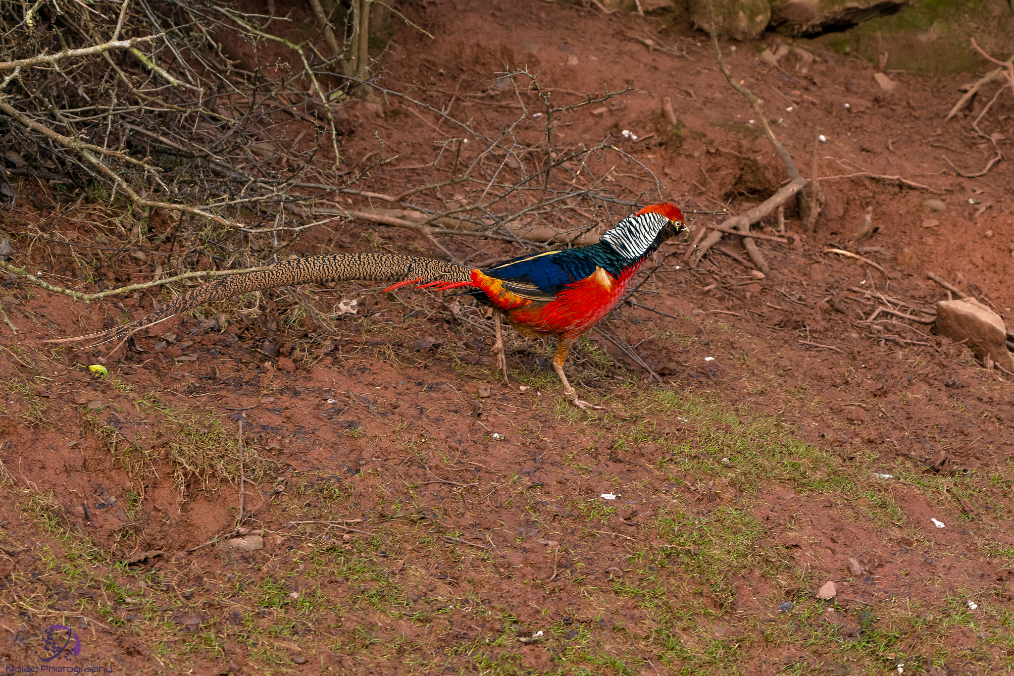 Sony 70-400mm F4-5.6 G SSM II sample photo. Dxo photography