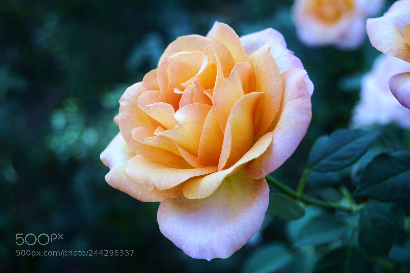 Sony SLT-A68 sample photo. Beauty photography