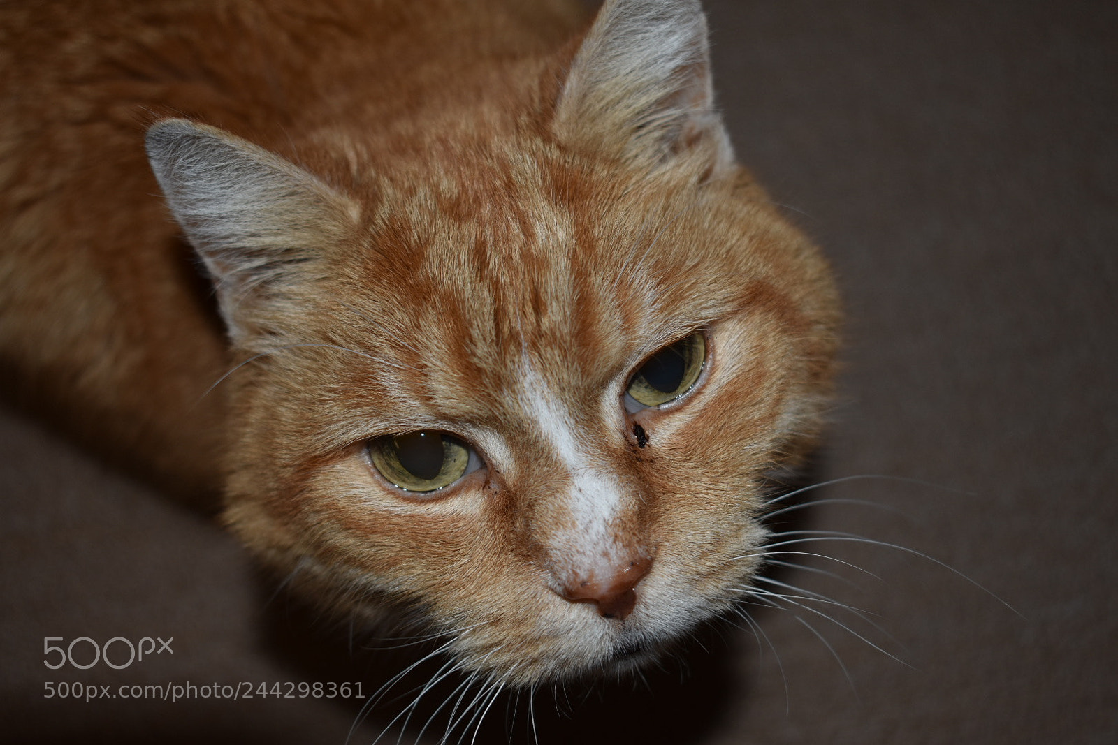 Nikon D3400 sample photo. Name - bear junior photography