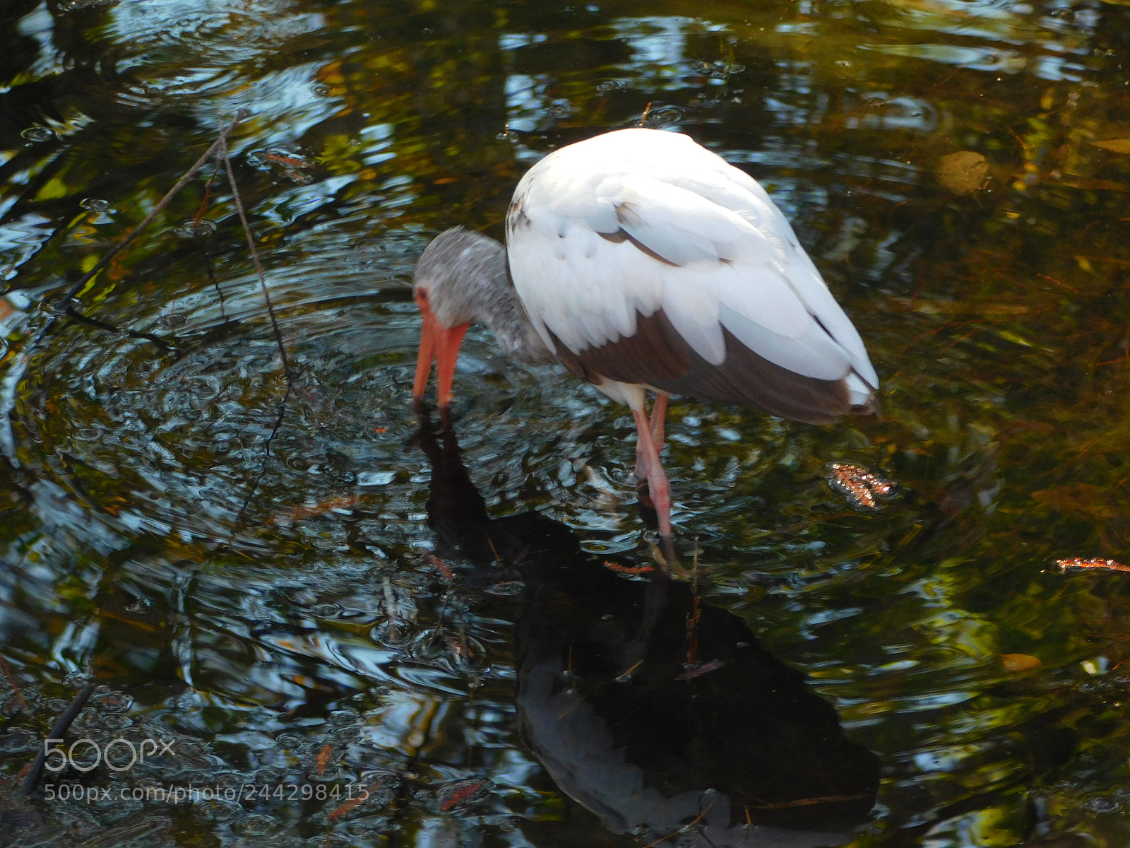 Nikon Coolpix L840 sample photo. Immature white ibis losing photography
