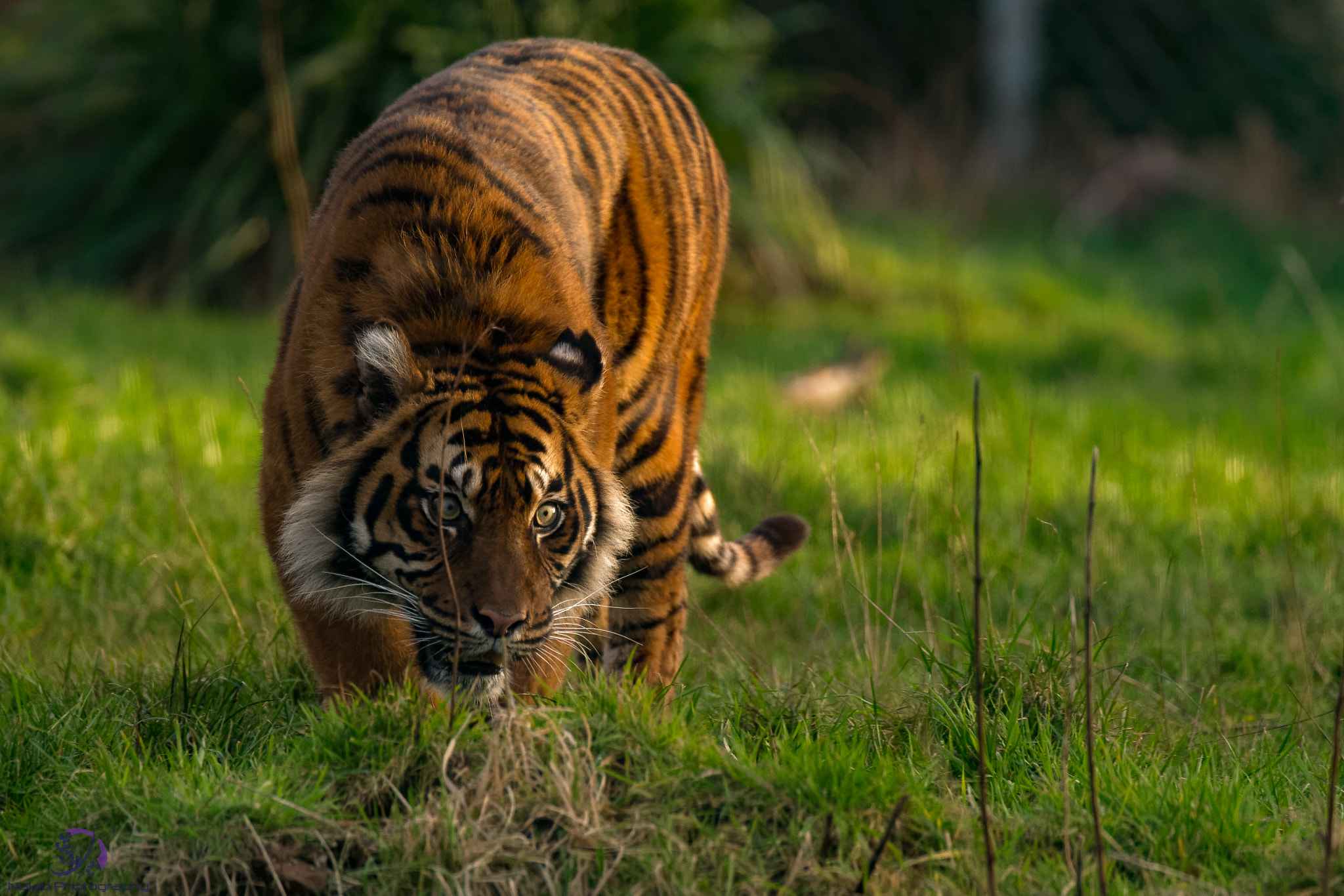 Sony SLT-A99V sample photo. Dxo photography