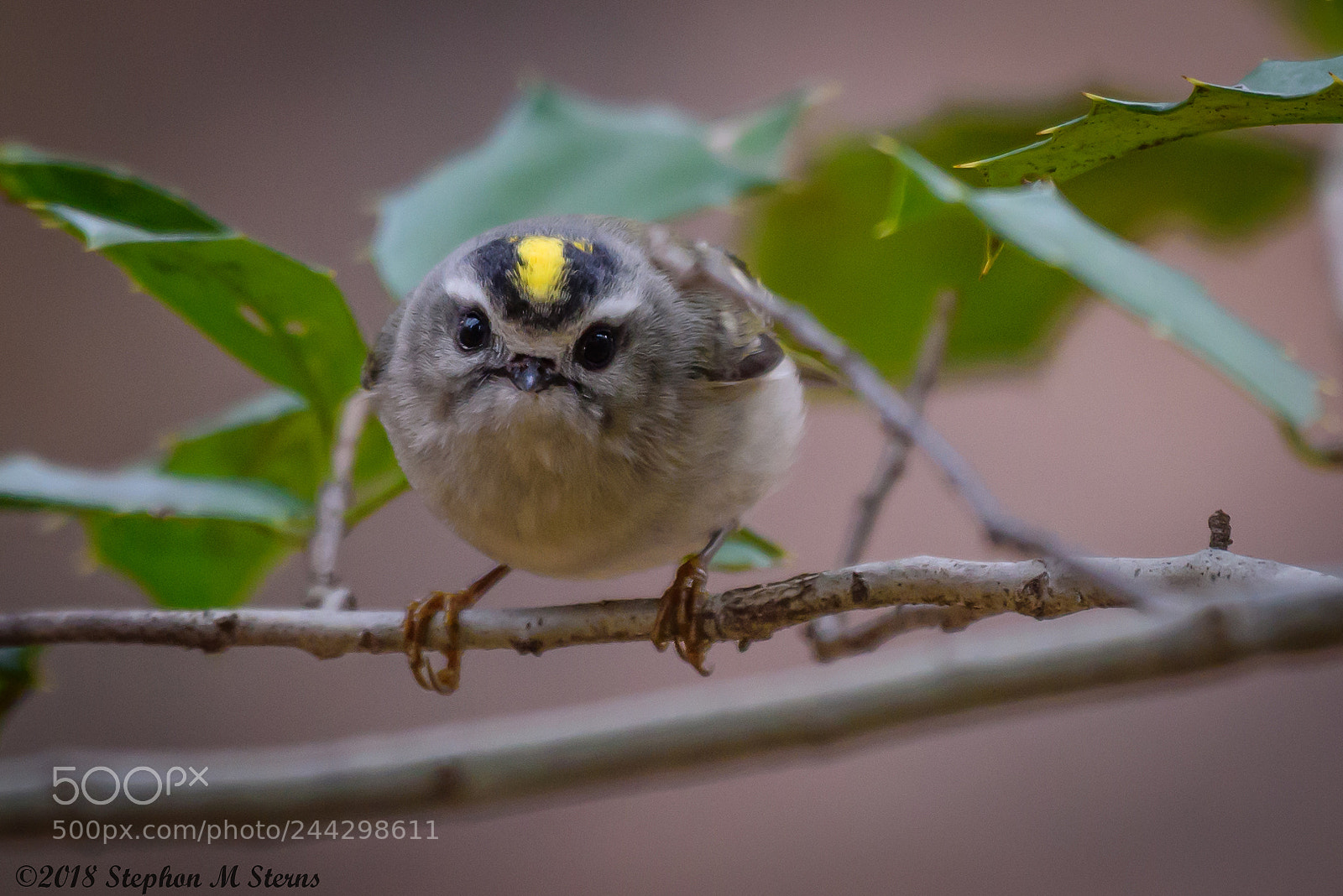 Nikon D810 sample photo. The eyes photography