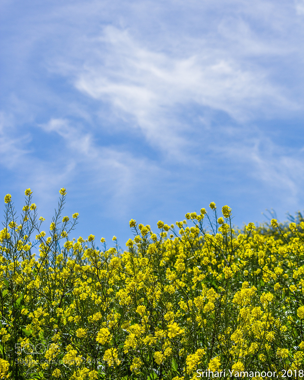 Canon EOS 550D (EOS Rebel T2i / EOS Kiss X4) sample photo. Dreaming of spring photography