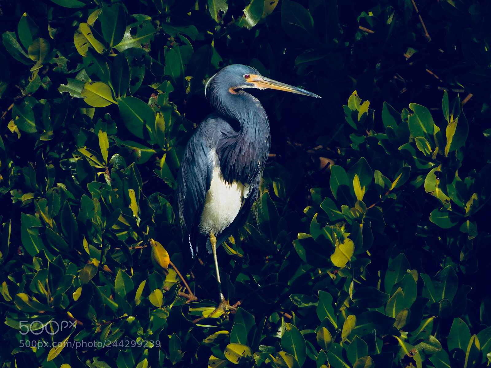 Nikon Coolpix L840 sample photo. Great blue heron perched photography