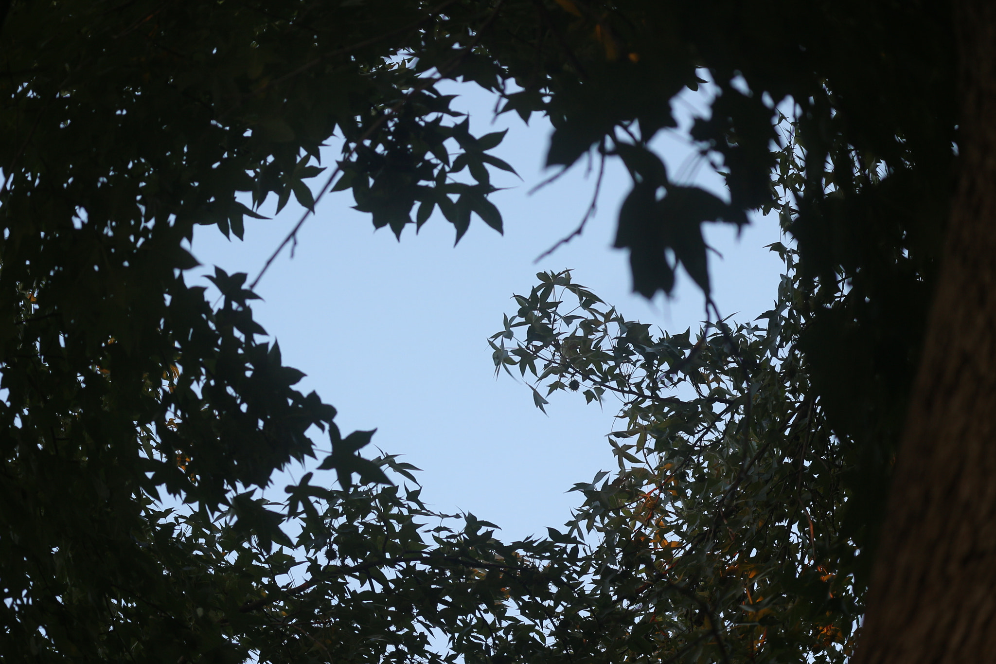 Canon EOS 100D (EOS Rebel SL1 / EOS Kiss X7) sample photo. Leaf circles photography