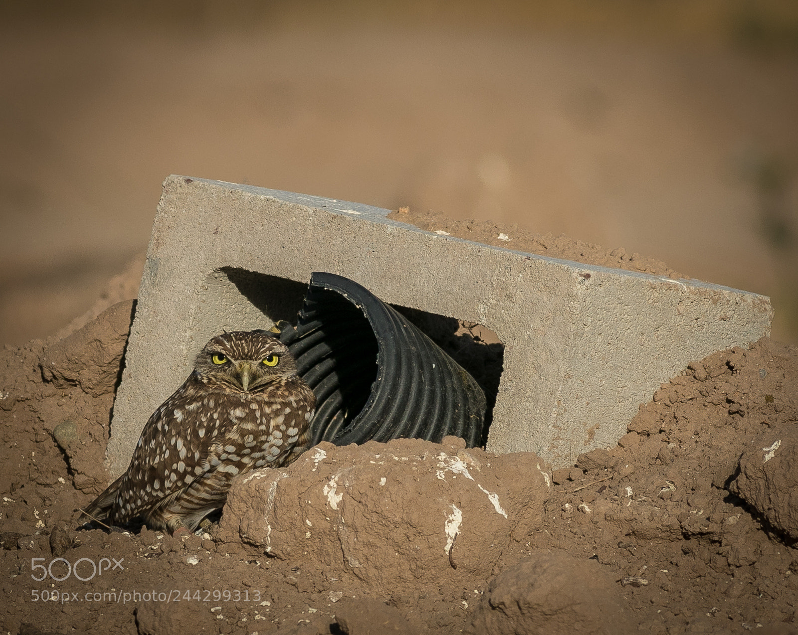 Canon EOS 7D Mark II sample photo. Home sweet home photography