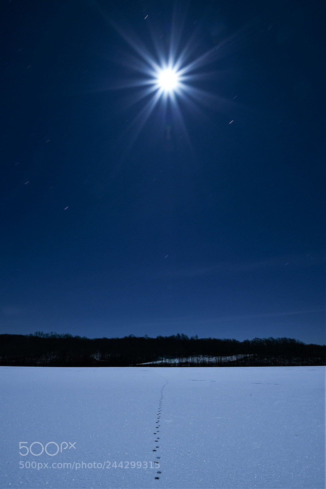 Nikon D500 sample photo. Coyote midnight hunt photography