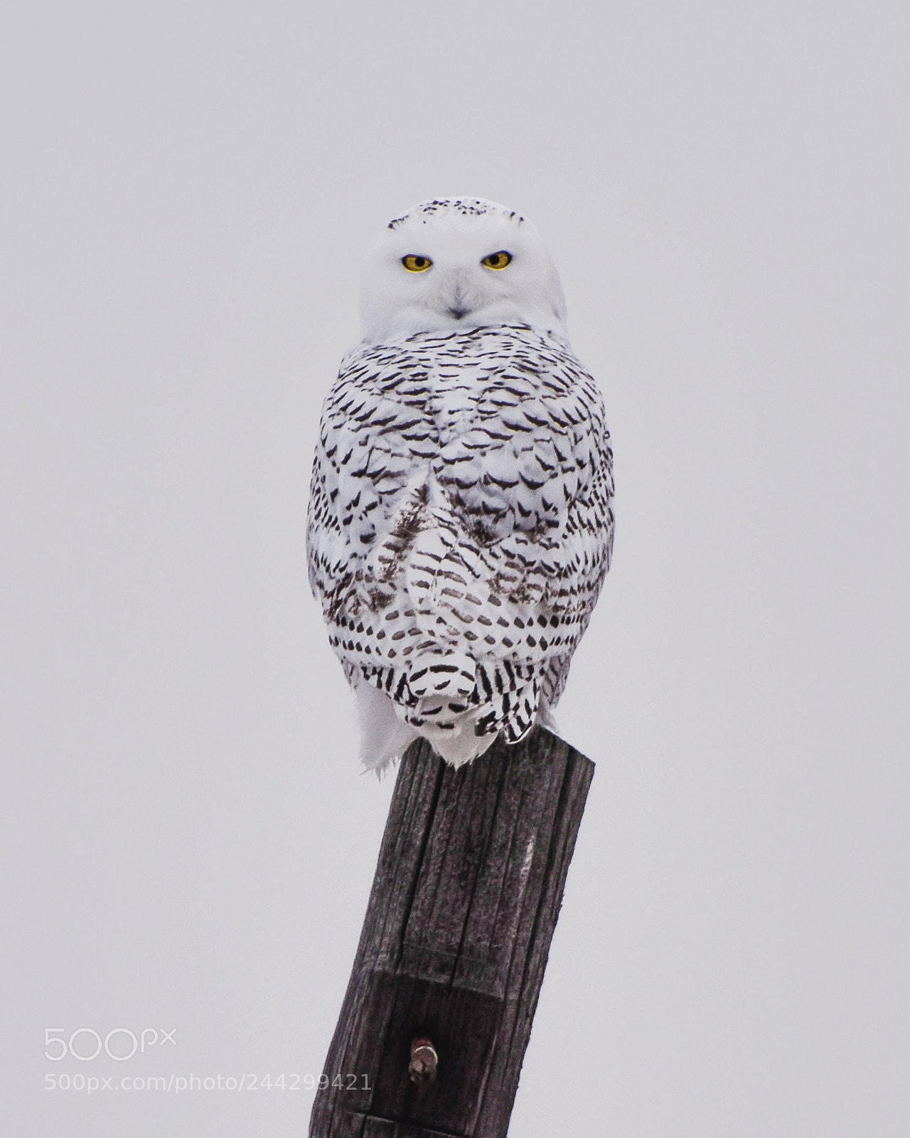 Nikon D7200 sample photo. Snowy ow perched on photography