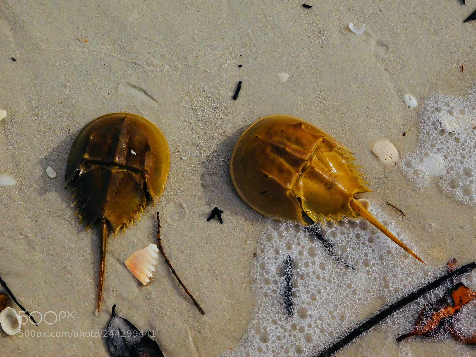 Nikon Coolpix L840 sample photo. Horseshoe crabs on a photography