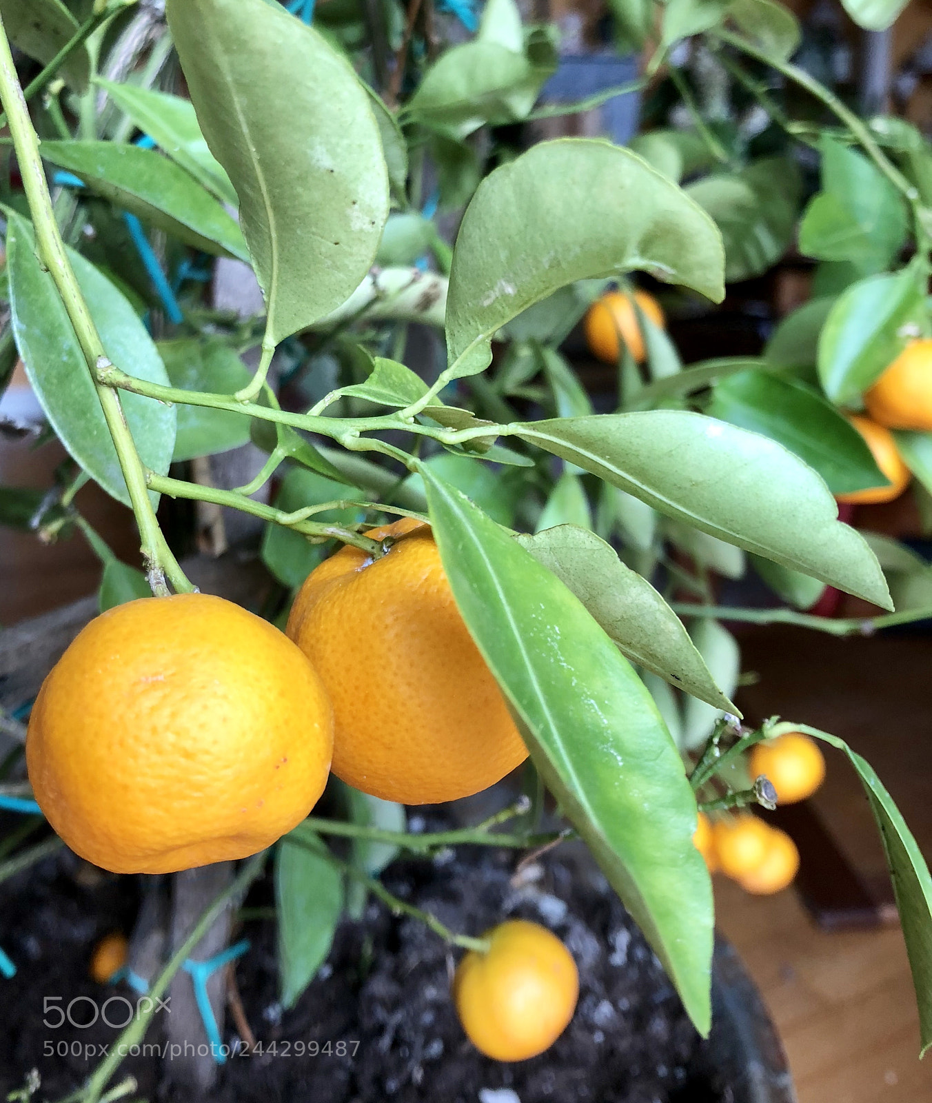 Apple iPhone 8 sample photo. Mandarinier photography