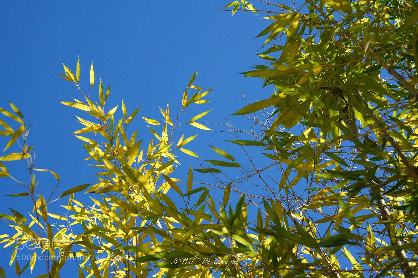 Sony a7R II sample photo. Bamboo leaves photography