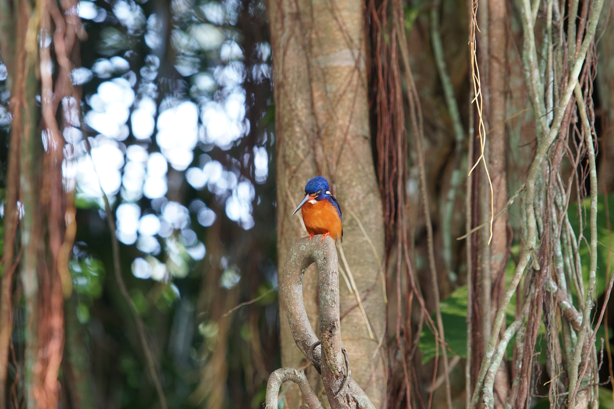 Sony a6500 + Canon EF 70-200mm F2.8L USM sample photo. Blue-eared kingfisher photography