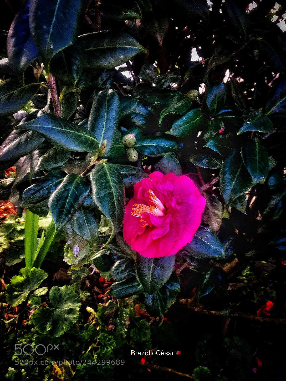 Apple iPhone 6s sample photo. Untitled photography