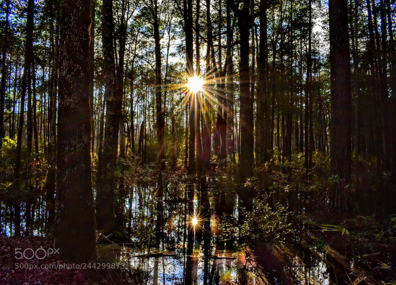 Nikon D5600 sample photo. Let your light shine photography